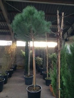 Parasolden Op Stam (Pinus Pinea) -Groene Wereld pinus pinea 1