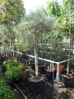 Parasolden Op Stam (Pinus Pinea) -Groene Wereld pinus pinea 120 150stam c50 1