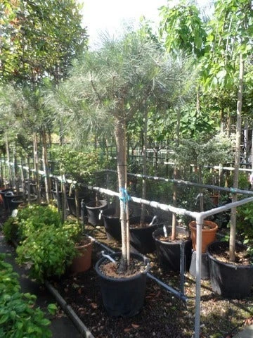 Parasolden Op Stam (Pinus Pinea) 10 Parasolden Op Stam (Pinus Pinea) - Afbeelding 8