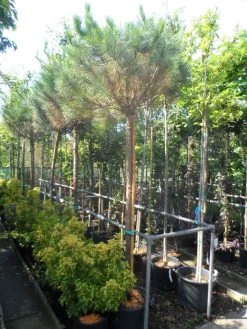 Parasolden (Pinus Pinea) -Groene Wereld pinus pinea 16 18ho cont