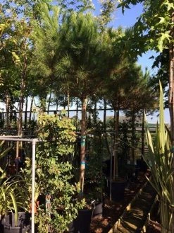 Parasolden Op Stam (Pinus Pinea) -Groene Wereld pinus pinea 2025cm stam 200cm 1