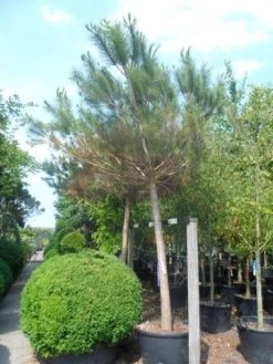 Parasolden Op Stam (Pinus Pinea) -Groene Wereld pinus pinea 30 40ho c350 1