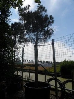 Parasolden Op Stam (Pinus Pinea) 19 Parasolden Op Stam (Pinus Pinea) -Groene Wereld pinus pinea 35 40 ho c750