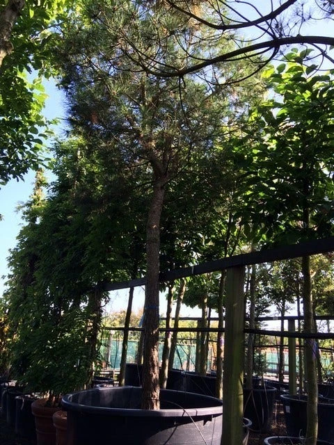 Parasolden Op Stam (Pinus Pinea) 12 Parasolden Op Stam (Pinus Pinea) - Afbeelding 10