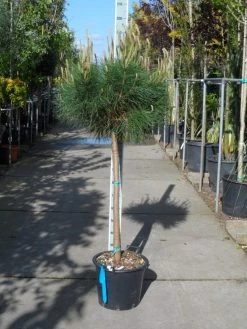 Parasolden Op Stam (Pinus Pinea) -Groene Wereld pinus pinea halfstam c30 1