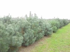 Grove Den, Solitair (Pinus Sylvestris) -Groene Wereld pinus sylvestris
