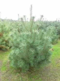 Grove Den, Solitair (Pinus Sylvestris) -Groene Wereld pinus sylvestris 175 200 1