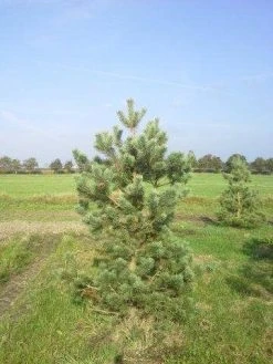 Grove Den, Solitair (Pinus Sylvestris) -Groene Wereld pinus sylvestris 200 1