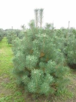 Grove Den, Solitair (Pinus Sylvestris) -Groene Wereld pinus sylvestris 200 250 1