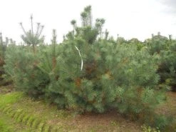 Grove Den, Solitair (Pinus Sylvestris) -Groene Wereld pinus sylvestris 250 300
