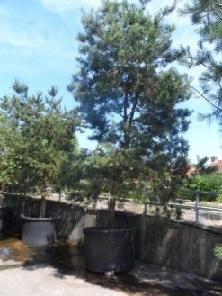 Grove Den, Solitair (Pinus Sylvestris) -Groene Wereld pinus sylvestris 350 400 450 c1000 1