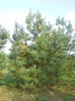 Grove Den, Solitair (Pinus Sylvestris) -Groene Wereld pinus sylvestris 400