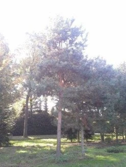 Grove Den (Pinus Sylvestris) -Groene Wereld pinus sylvestris 60 70 1
