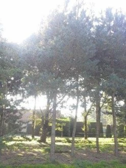 Grove Den (Pinus Sylvestris) -Groene Wereld pinus sylvestris 60 70 2