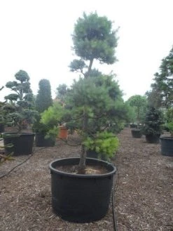 Grove Den Als Bonsai (Pinus Sylvestris) 8 Grove Den Als Bonsai (Pinus Sylvestris) -Groene Wereld pinus sylvestris bonsai c1000 1