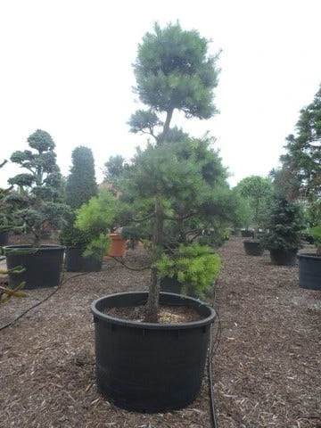 Grove Den Als Bonsai (Pinus Sylvestris) 5 Grove Den Als Bonsai (Pinus Sylvestris) - Afbeelding 3