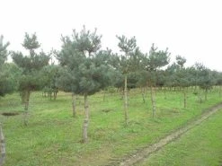 Grove Den (Pinus Sylvestris) -Groene Wereld pinus sylvestris opstam