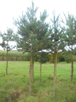Grove Den (Pinus Sylvestris) -Groene Wereld pinus sylvestris opstam 20 25 1