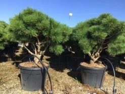 Meerstammige Japanse Pijnboom (Pinus Parviflora 'Brevifolia') -Groene Wereld pinusbrevifoliameerstammig02 2