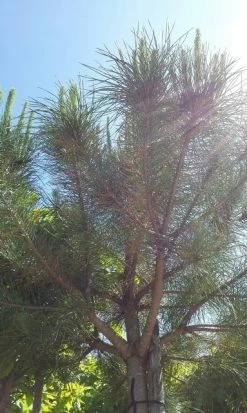 Parasolden (Pinus Pinea) -Groene Wereld pinuspinea01