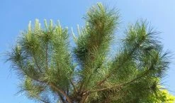 Parasolden (Pinus Pinea) -Groene Wereld pinuspinea02