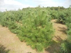 Grove Den, Solitair (Pinus Sylvestris) -Groene Wereld pinussylv 125 150 13 9 2014