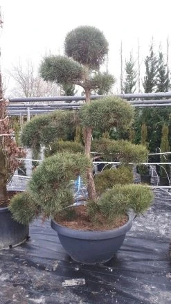 Grove Den Als Bonsai (Pinus Sylvestris) 9 Grove Den Als Bonsai (Pinus Sylvestris) -Groene Wereld pinussylvestrisbonsai01 1