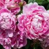 Pioenroos (Paeonia Dr. 'Alexander Fleming') -Groene Wereld pioenroos 1