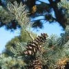 Bergden (Pinus Strobus 'Radiata')