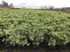 Australische Laurier (Pittosporum Tobira 'Variegatum') -Groene Wereld pit
