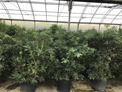 Australische Laurier (Pittosporum Tobira) -Groene Wereld pittosporum 1