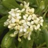 Australische Laurier (Pittosporum Tobira) 2 Australische Laurier (Pittosporum Tobira) -Groene Wereld pittosporum tobira 1