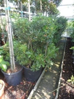 Australische Laurier (Pittosporum Tobira) -Groene Wereld pittosporum tobira 100 125 c50