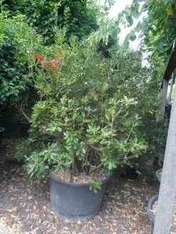 Australische Laurier (Pittosporum Tobira) -Groene Wereld pittosporum tobira 150 175 c130