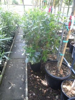 Australische Laurier (Pittosporum Tobira) -Groene Wereld pittosporum tobira c10 1