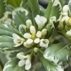 Australische Laurier (Pittosporum Tobira 'Variegatum') -Groene Wereld pittosporum tobira variegatum