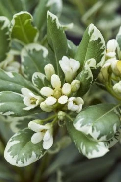 Australische Laurier (Pittosporum Tobira 'Variegatum')