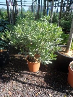 Australische Laurier (Pittosporum Tobira 'Variegatum') -Groene Wereld pittosporum tobira variegatum c10