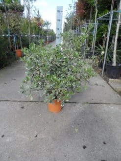 Australische Laurier (Pittosporum Tobira 'Variegatum') -Groene Wereld pittosporum tobira variegatum c10