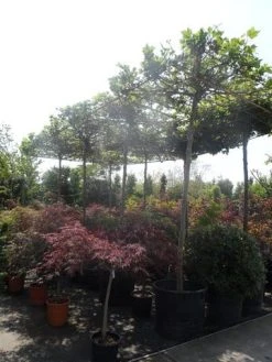 Dakplataan (Platanus Hispanica ) -Groene Wereld platanus acerifolia 20 25ho cont. dakvorm extra