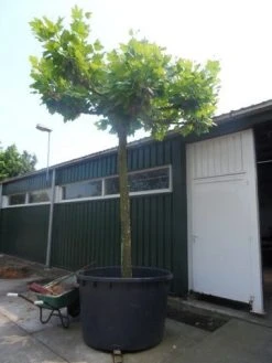 Dakplataan (Platanus Hispanica ) -Groene Wereld platanus acerifolia dakvorm 35 40 50ho c1000
