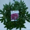 Rhododendron (Rhododendron 'Polarnacht') -Groene Wereld polarnacht c5 boven 2