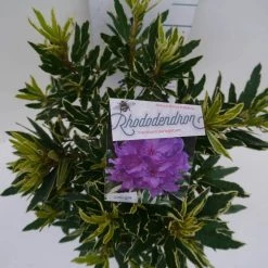 Bosrhododendron (Rhododendron Ponticum 'Variegatum') 20 Bosrhododendron (Rhododendron Ponticum 'Variegatum') -Groene Wereld pont variegatum c5 boven