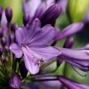 Afrikaanse Lelie (Agapanthus 'Poppin Purple')