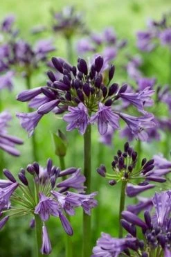 Afrikaanse Lelie (Agapanthus 'Poppin Purple') -Groene Wereld poppinpurple03