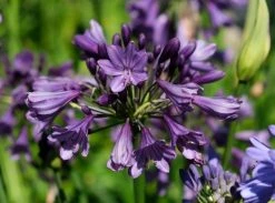 Afrikaanse Lelie (Agapanthus 'Poppin Purple') -Groene Wereld poppinpurple04