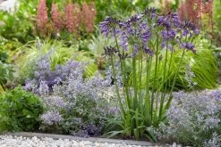 Afrikaanse Lelie (Agapanthus 'Poppin Purple') -Groene Wereld poppinpurple05