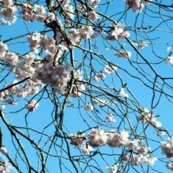 Japanse Sierkers (Prunus 'Accolade') 6 Japanse Sierkers (Prunus 'Accolade') -Groene Wereld praccola 3 1