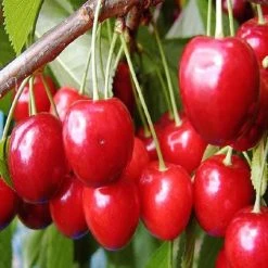 Kersenboom (Prunus Avium 'Hedelfinger Riesenkirsche') -Groene Wereld prahries 3