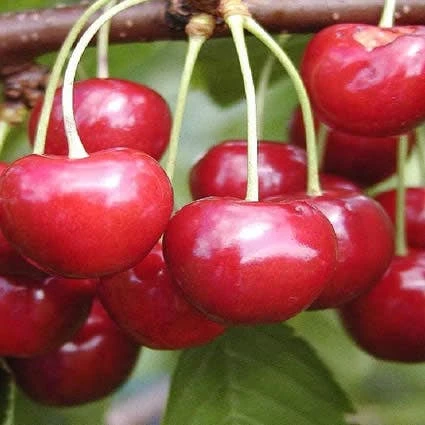 Kersenboom (Prunus Avium 'Regina') 3 Kersenboom (Prunus Avium 'Regina')